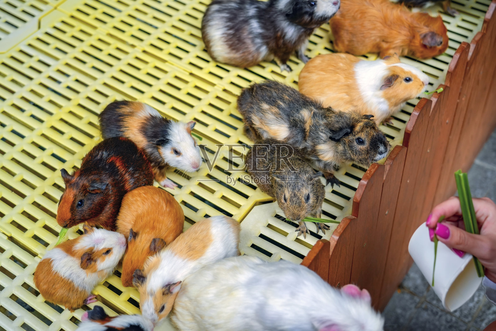一群不同品种的豚鼠聚集在一个黄色的平台上，周围有一个小木栅栏。一个人的手正在喂它们新鲜的绿色树枝。照片摄影图片