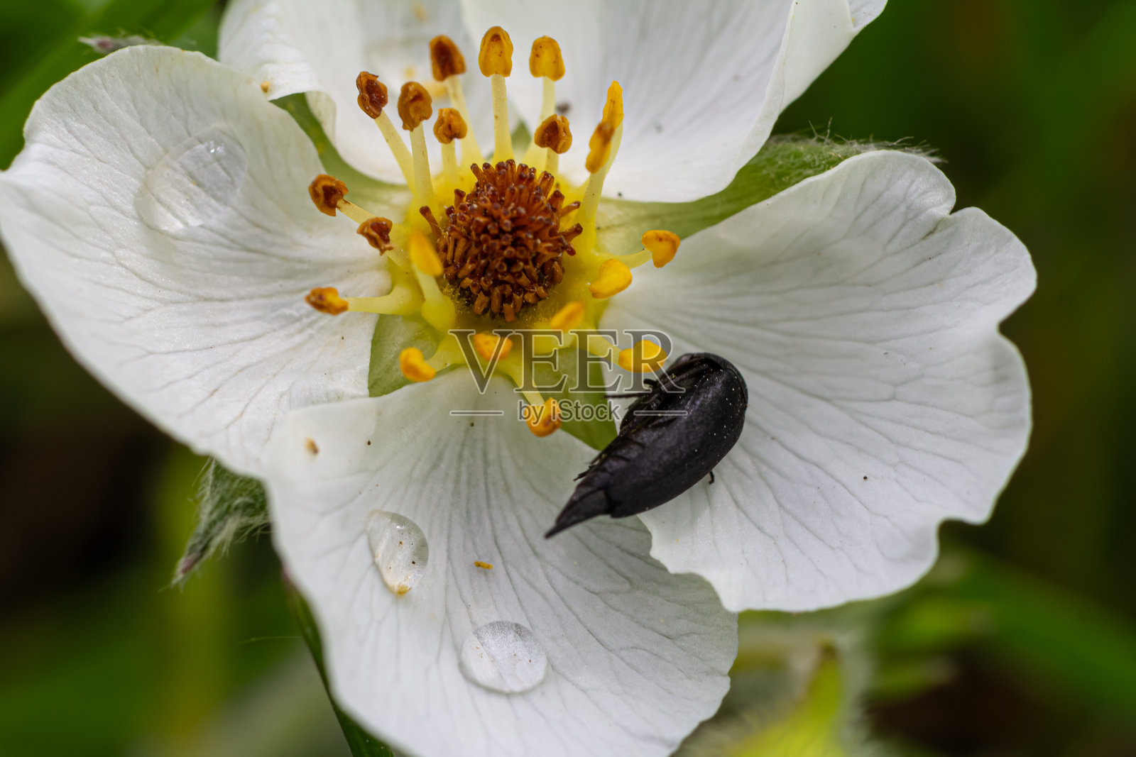 Mordella属甲虫与白色花朵互动，展示其鲜艳的色彩和自然行为，置身于阳光明媚的郁郁葱葱的环境中。照片摄影图片