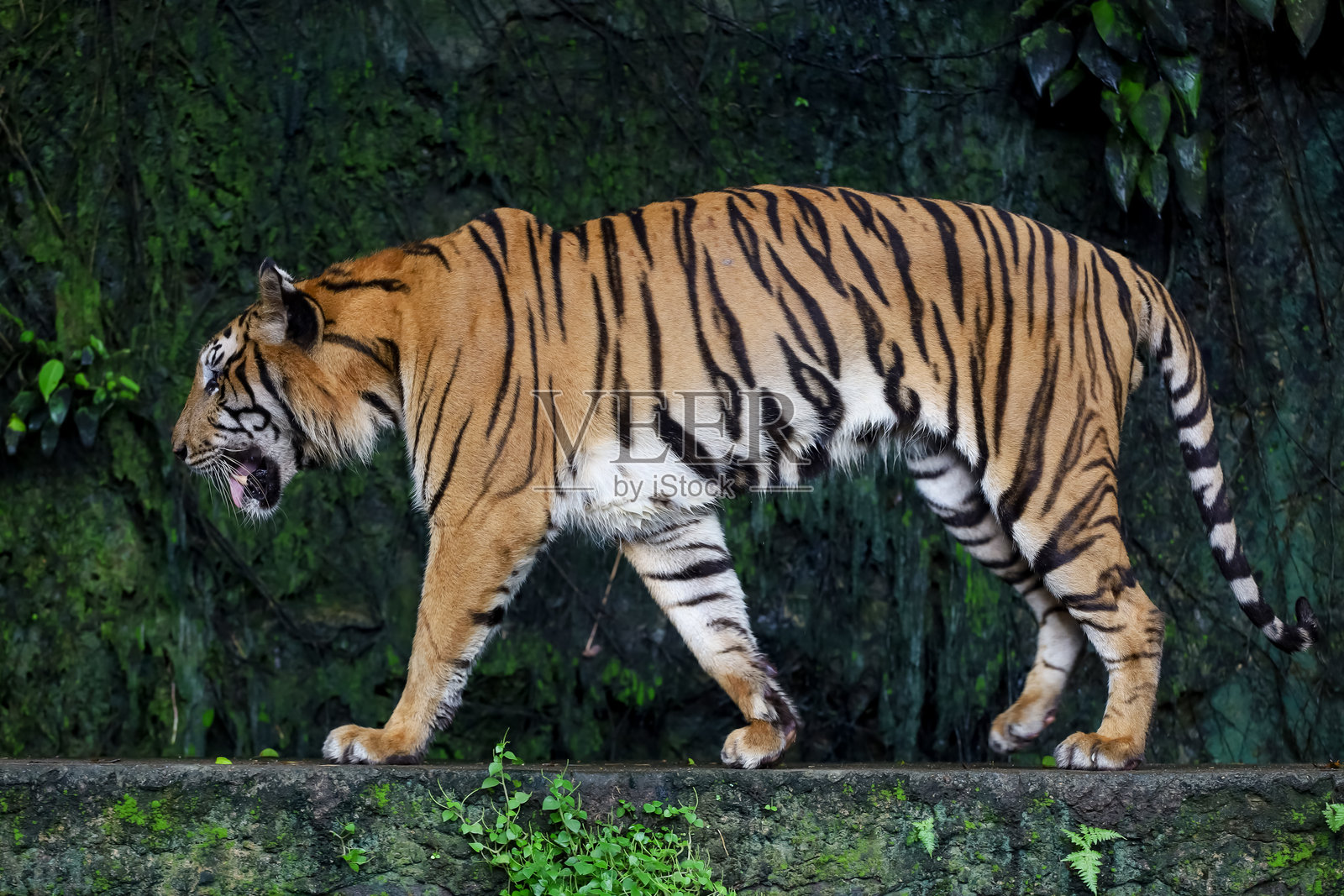 特写的印度支那虎是一种美丽而危险的动物。照片摄影图片