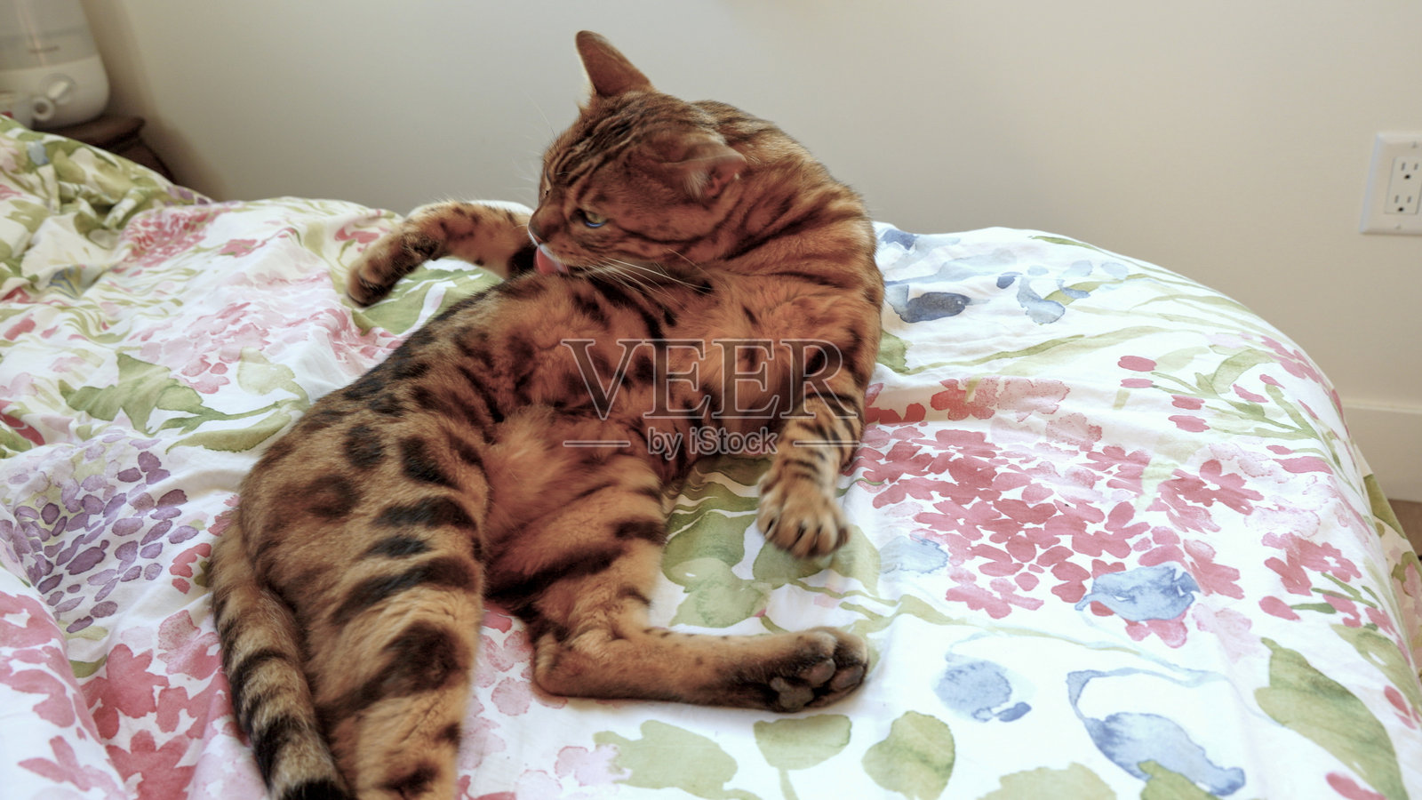 孟加拉猫在床上梳理自己照片摄影图片