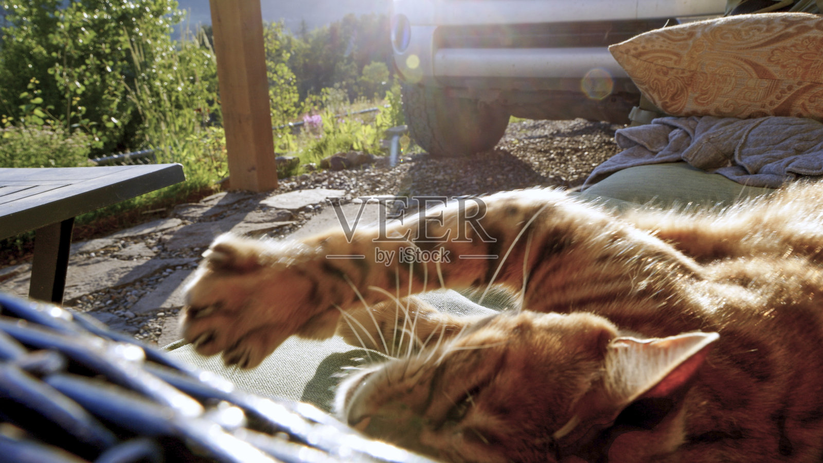 孟加拉猫在户外沙发上伸展身体照片摄影图片