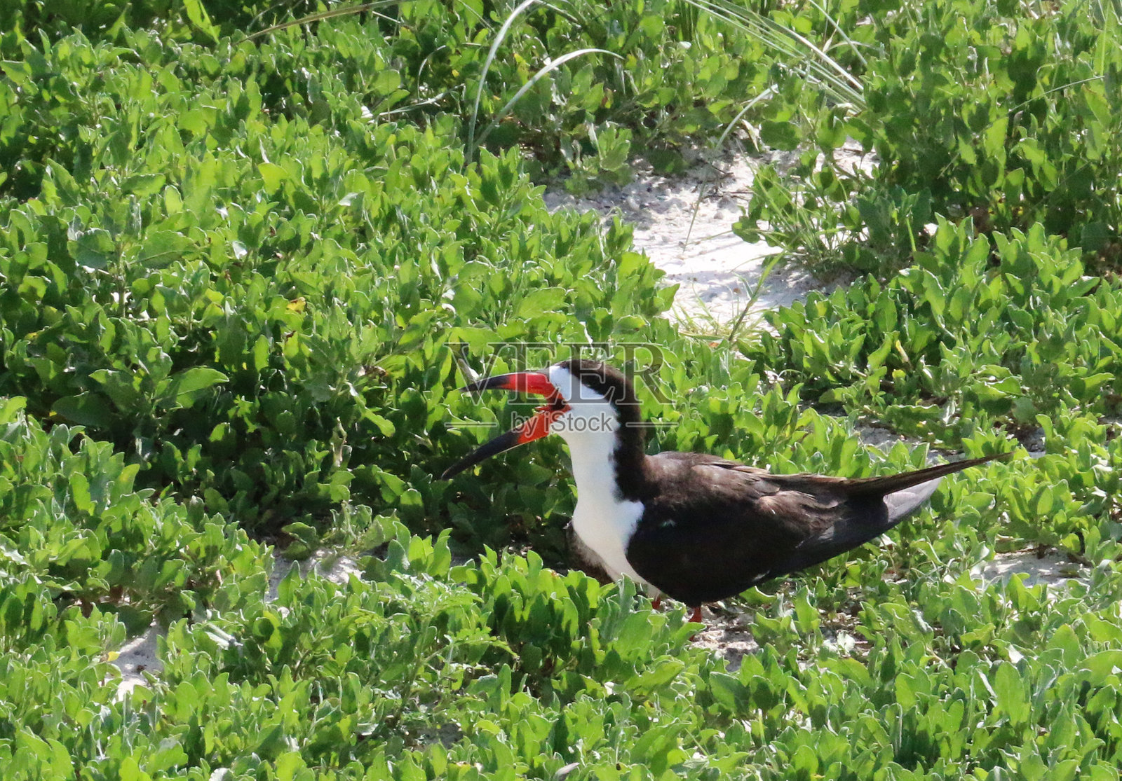 黑嘴鸥照片摄影图片