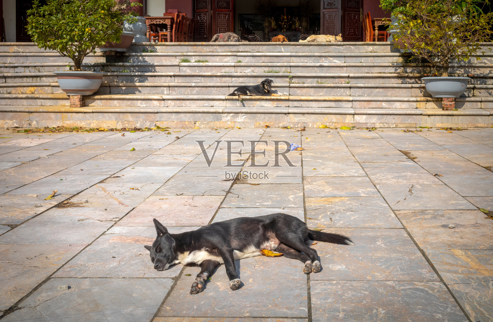 在越南岘港的山茶半岛灵翁白菩萨佛塔下,午间阳光下的睡狗。照片摄影图片