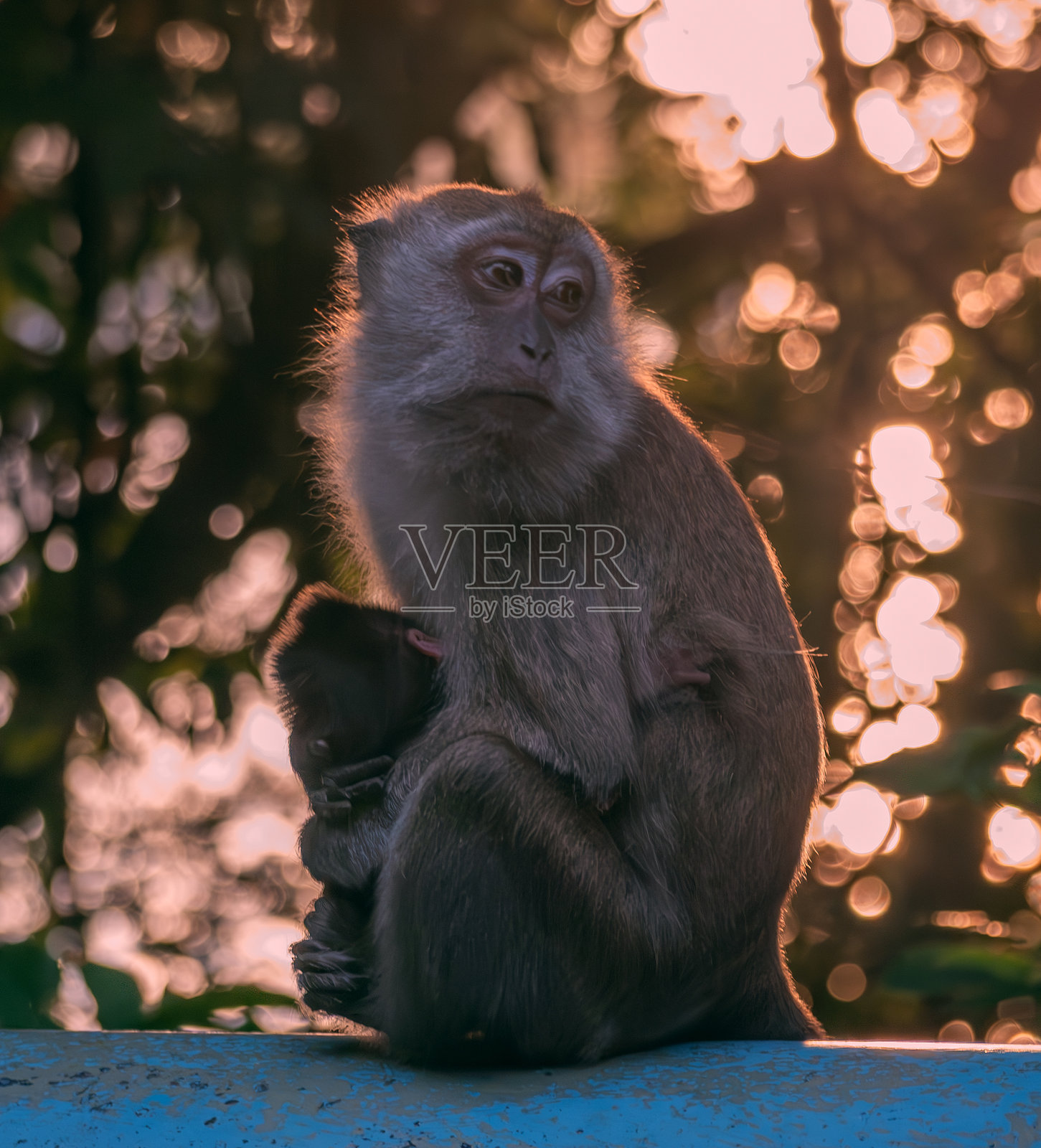 母猴与幼崽在热带日落背景下照片摄影图片