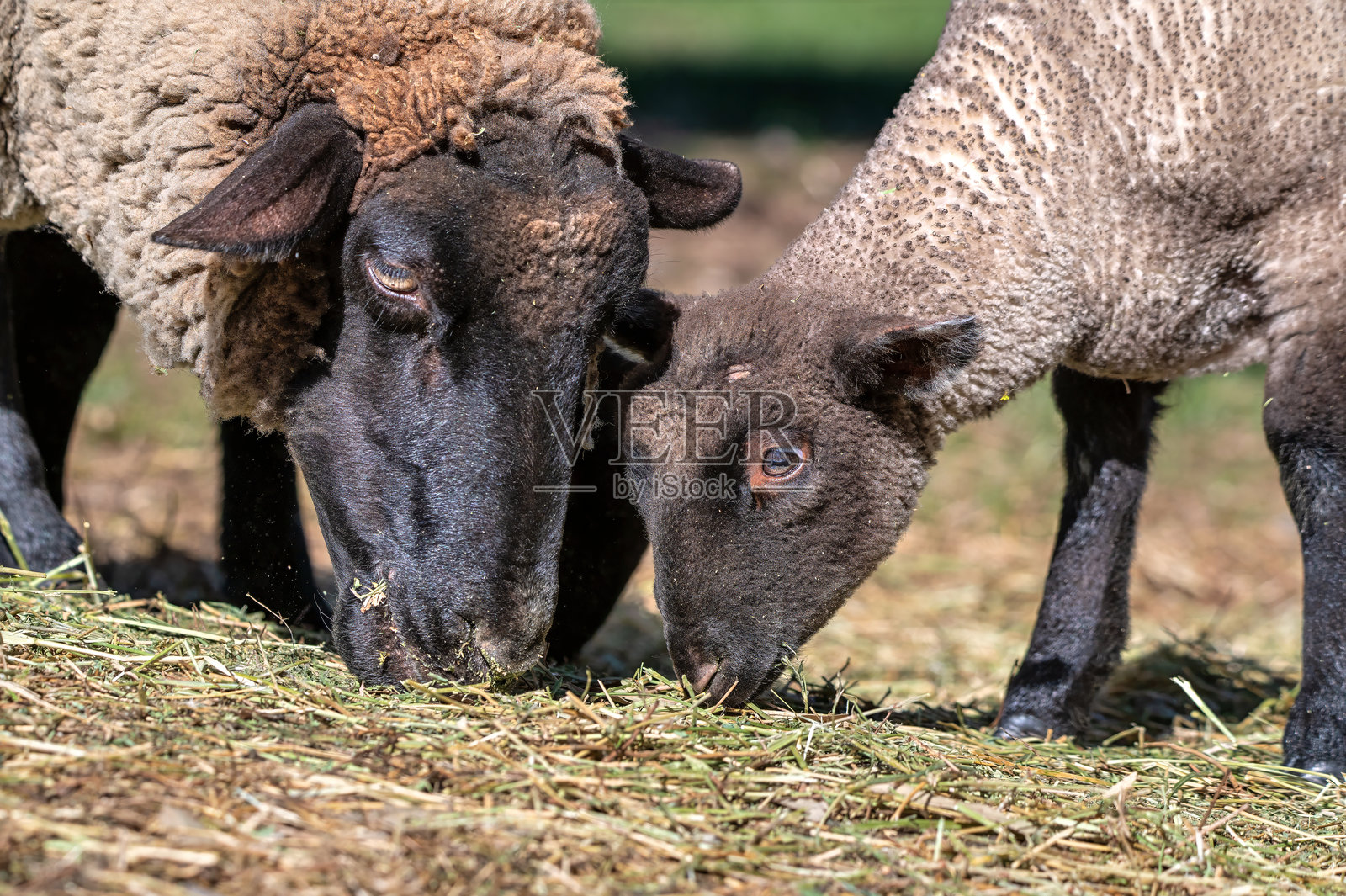 萨福克羊 (Ovis aries)照片摄影图片