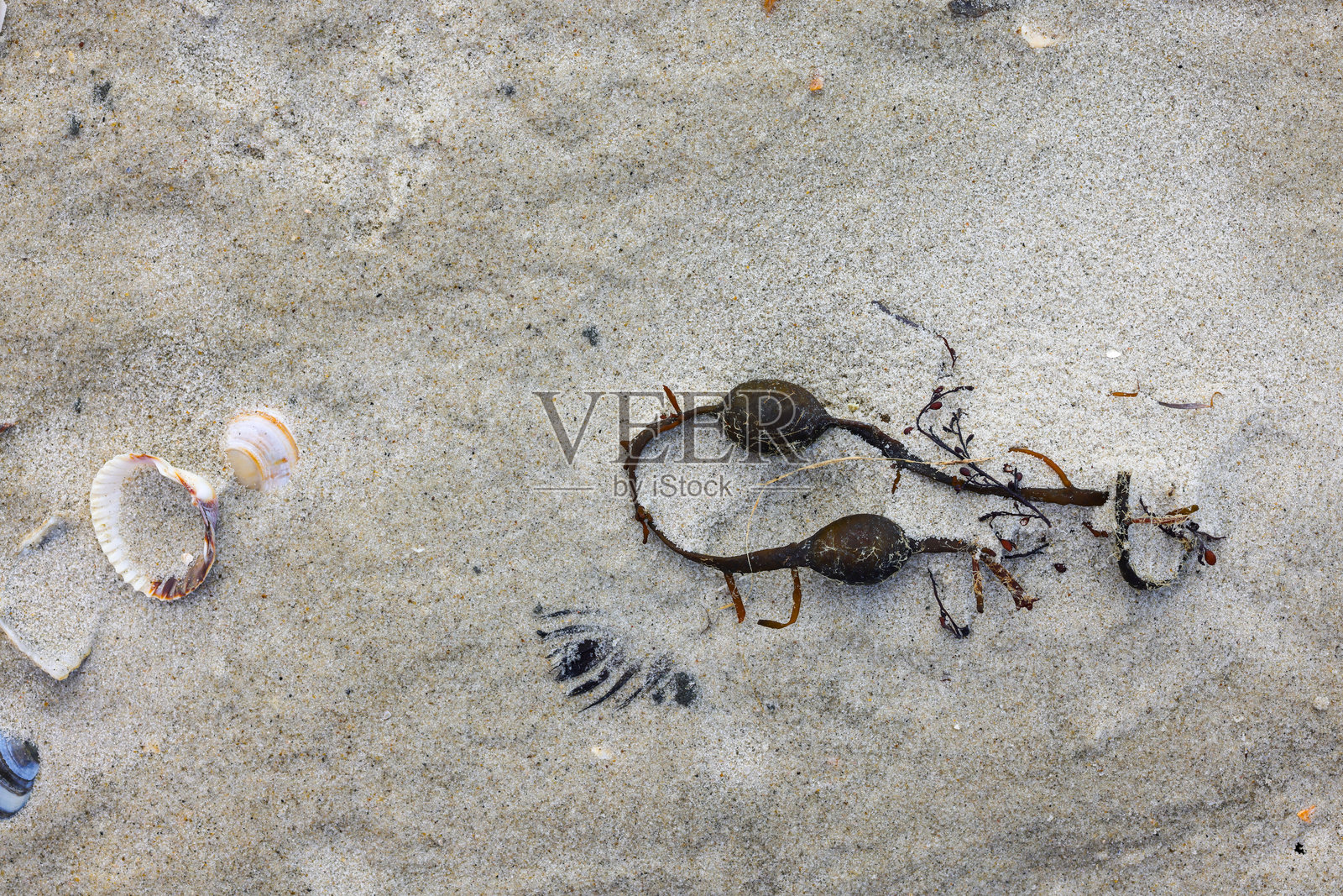 纹理和抽象背景。海洋，沙滩背景，带有贝壳和海藻。全画幅，自然。北海。照片摄影图片