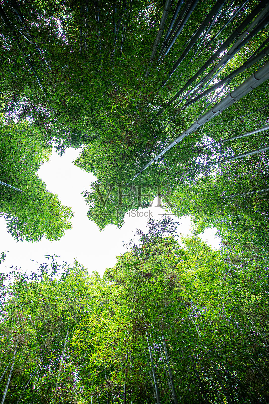 竹子照片摄影图片