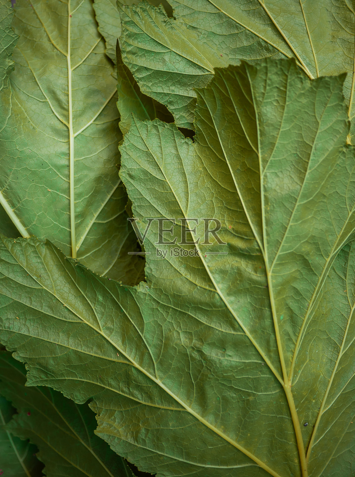 叶子特写照片摄影图片