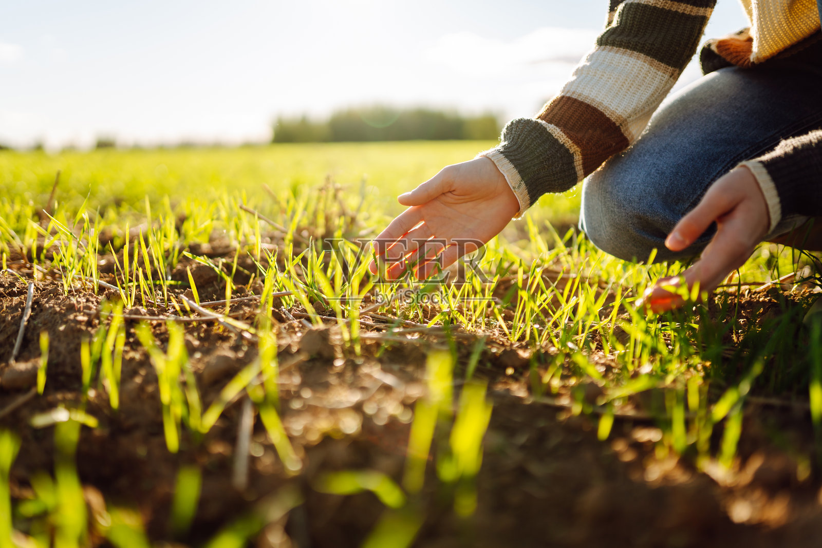 年轻农民的手在绿色农田上工作特写。照片摄影图片