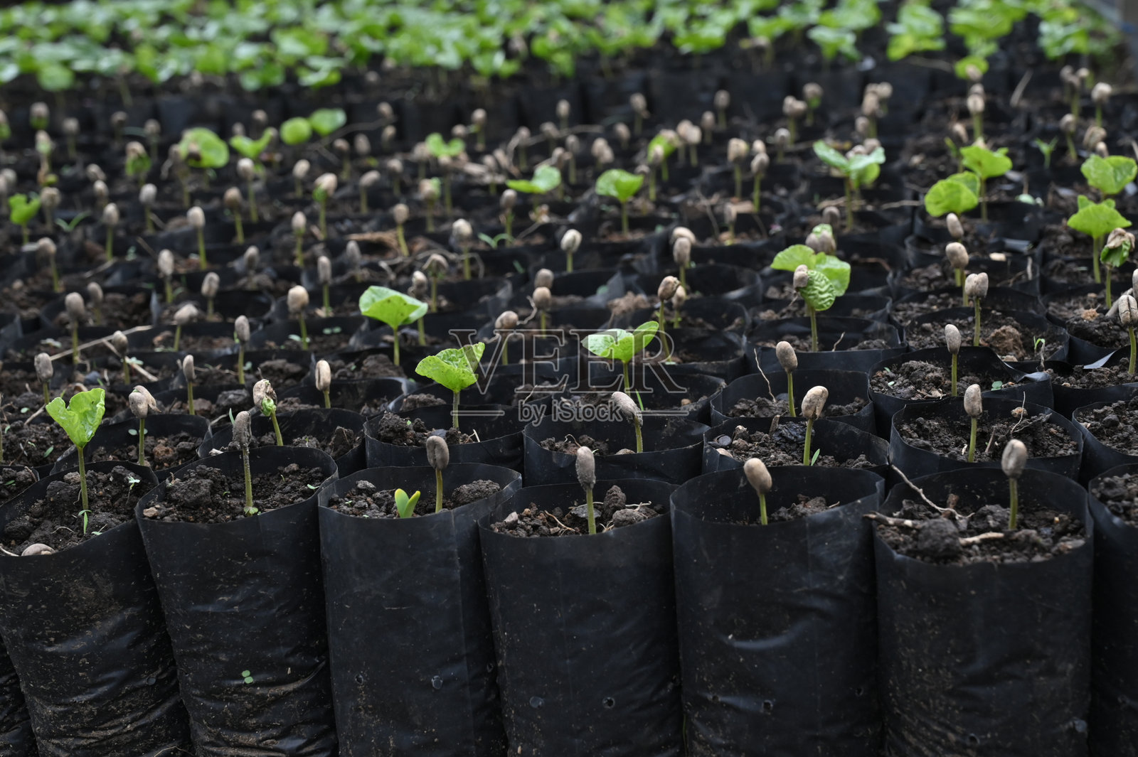 咖啡植物苗圃照片摄影图片