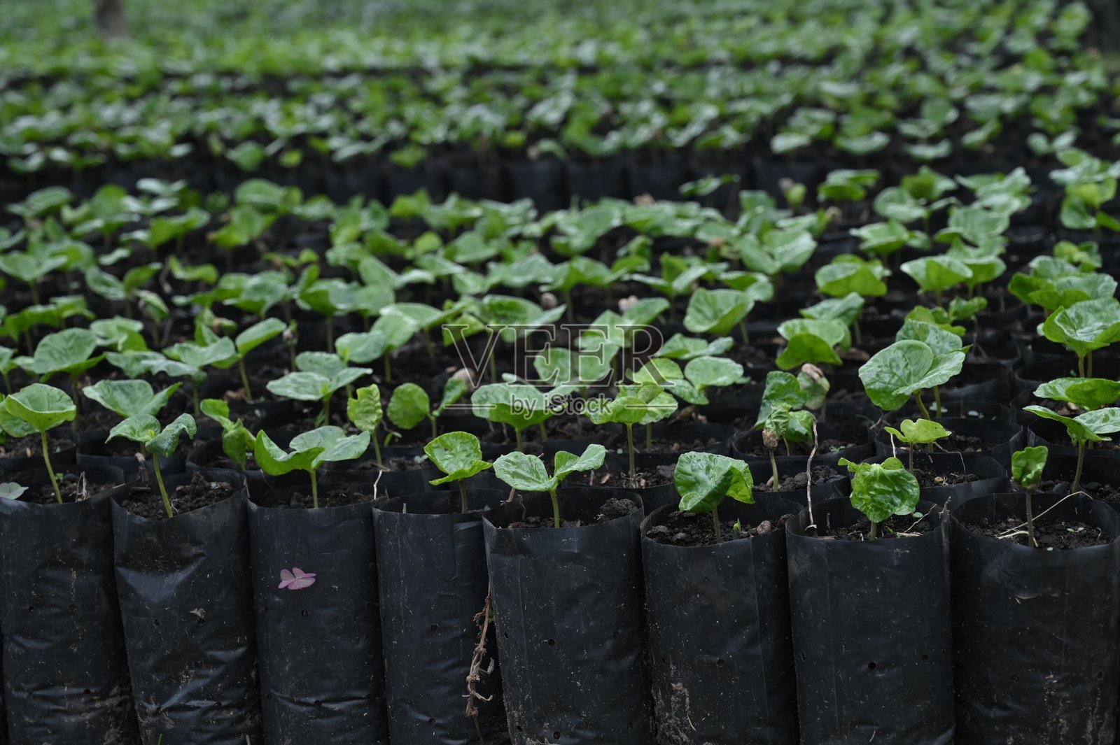 咖啡植物苗圃照片摄影图片