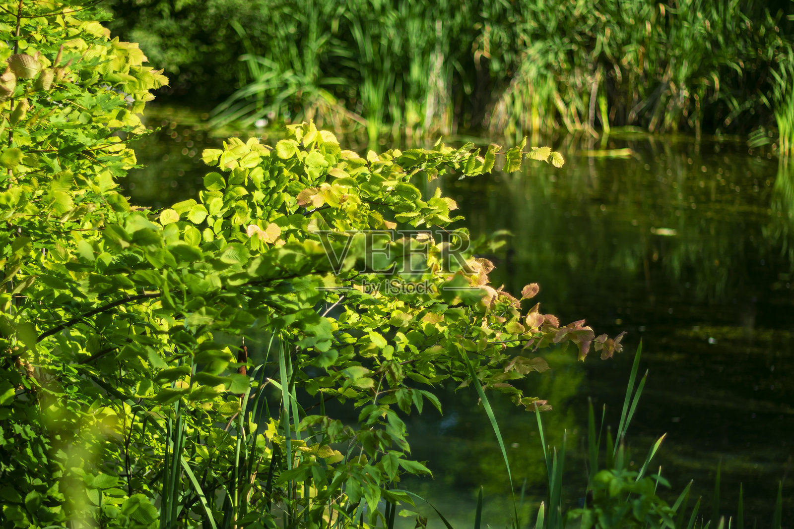 秋天的开始。照片摄影图片