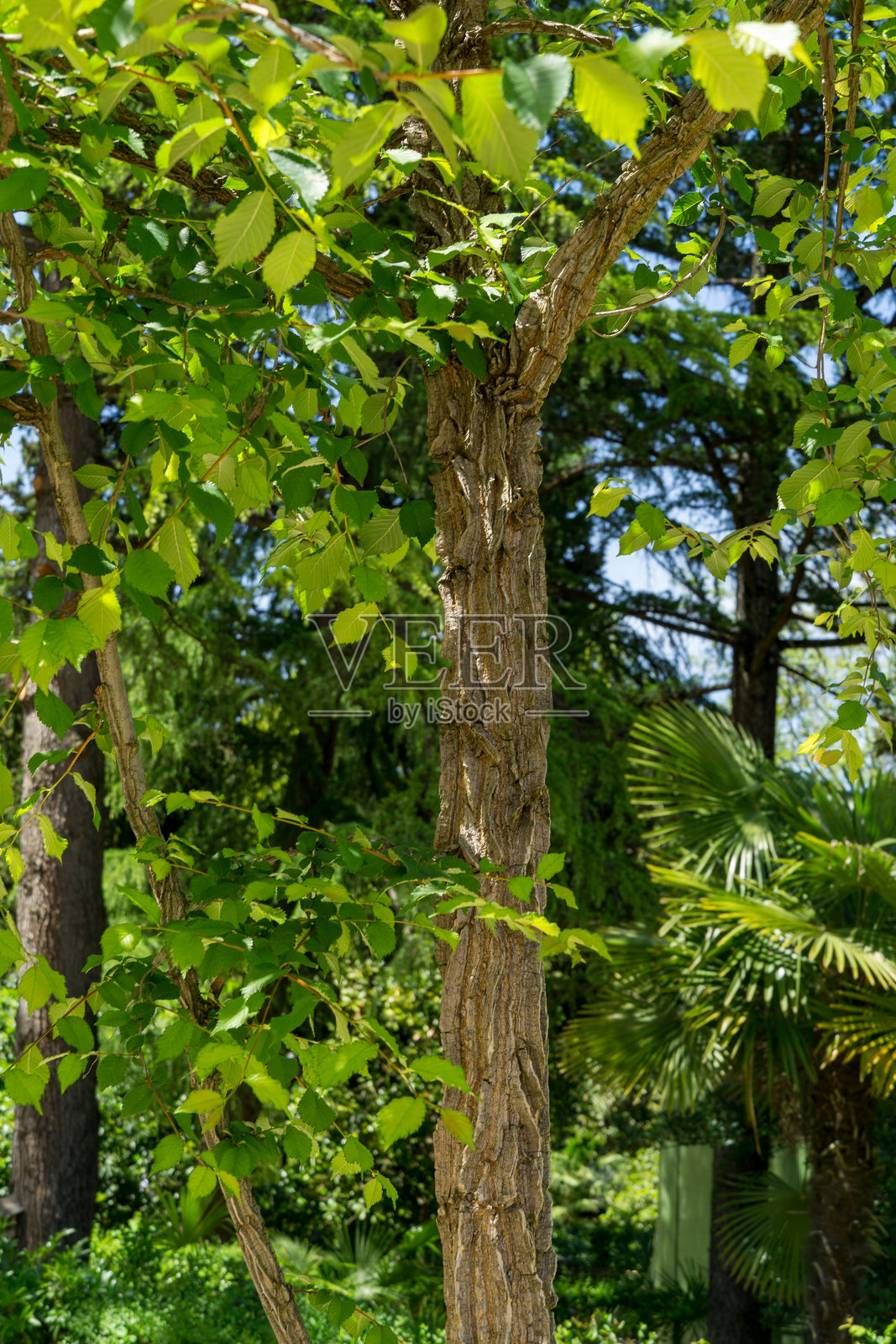 小榆树或田野榆树树干，带有纹理的树皮，周围环绕着生机勃勃的绿色叶子。场景设定在索契的里维埃拉公园，环境郁郁葱葱，植物和树木繁多。照片摄影图片