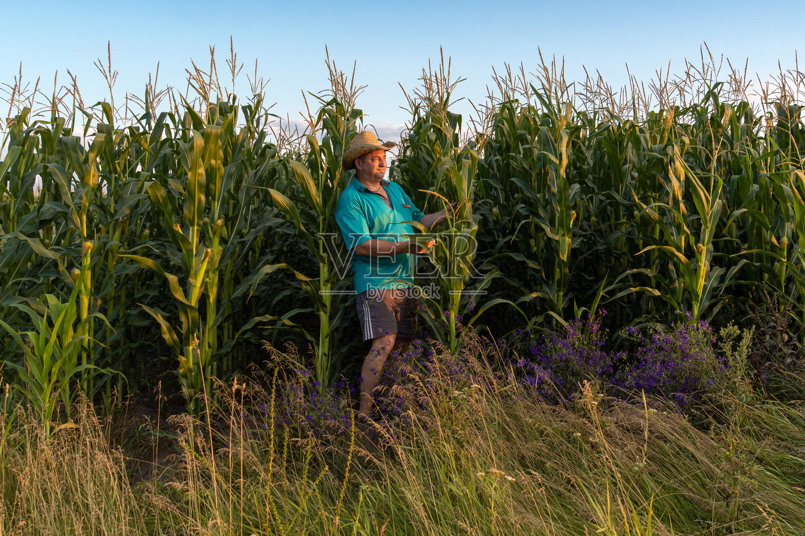 一个戴着草帽的男人在高高的玉米植物中勤奋工作，随着太阳开始落下，周围的环境被照亮，他正在收集新鲜的农作物。照片摄影图片