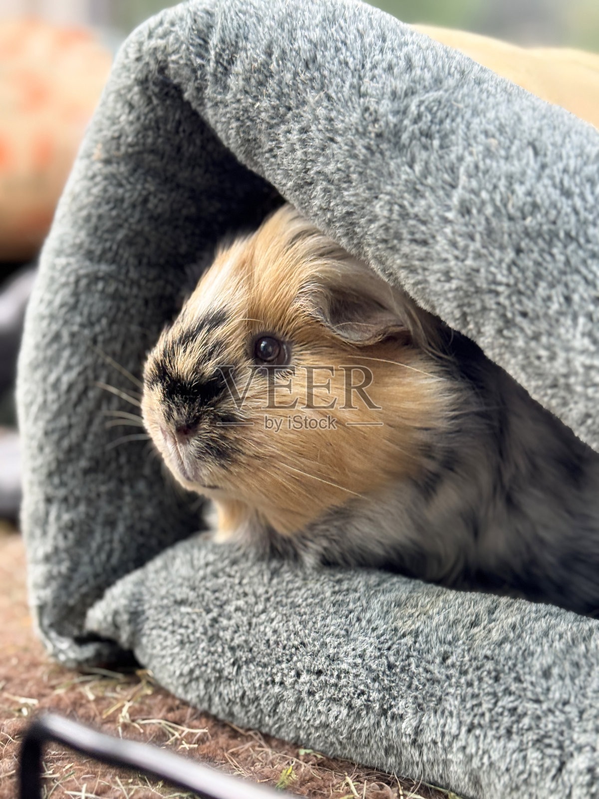 特写镜头，室内围栏中的雌性达尔马提亚犬杂交短毛豚鼠，三色豚鼠在宠物巢中放松，周围有兽医用的床垫和垫子，重点在前景。照片摄影图片