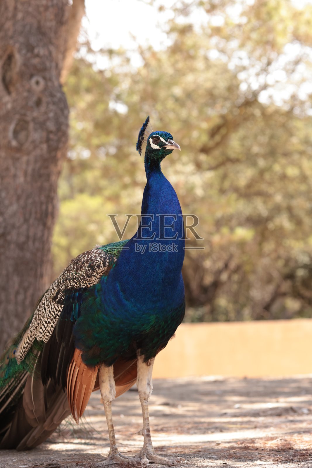 一只色彩斑斓的孔雀照片摄影图片