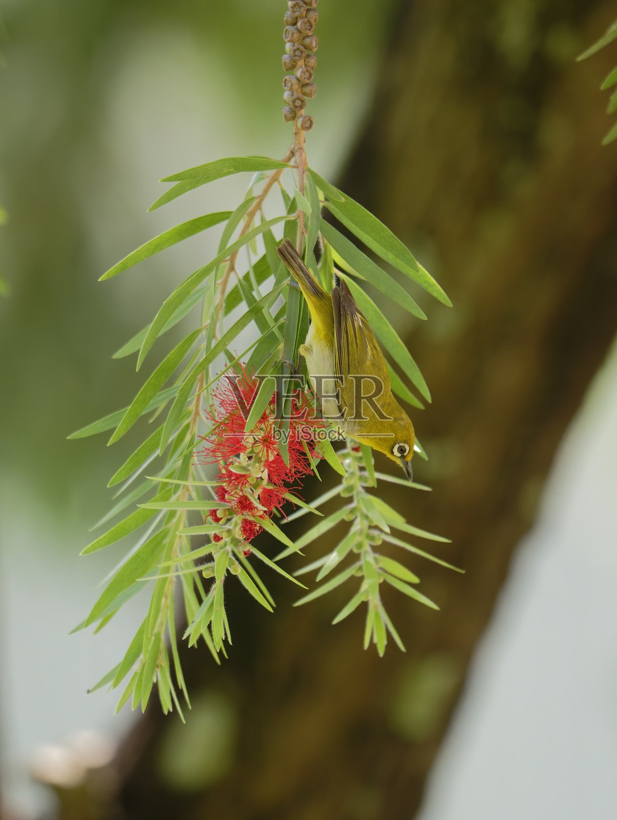 东方白眼鸟在热带花卉上觅食的羽毛和眼睛细节照片摄影图片