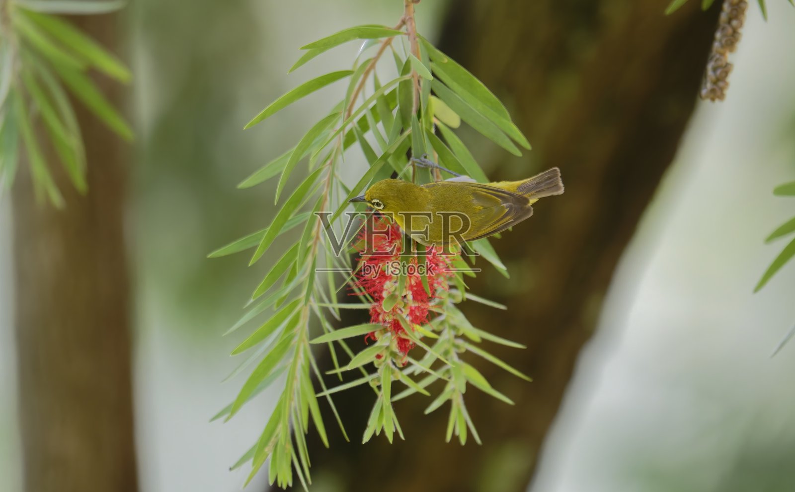 东方白眼鸟在热带花卉上觅食的羽毛和眼睛细节照片摄影图片