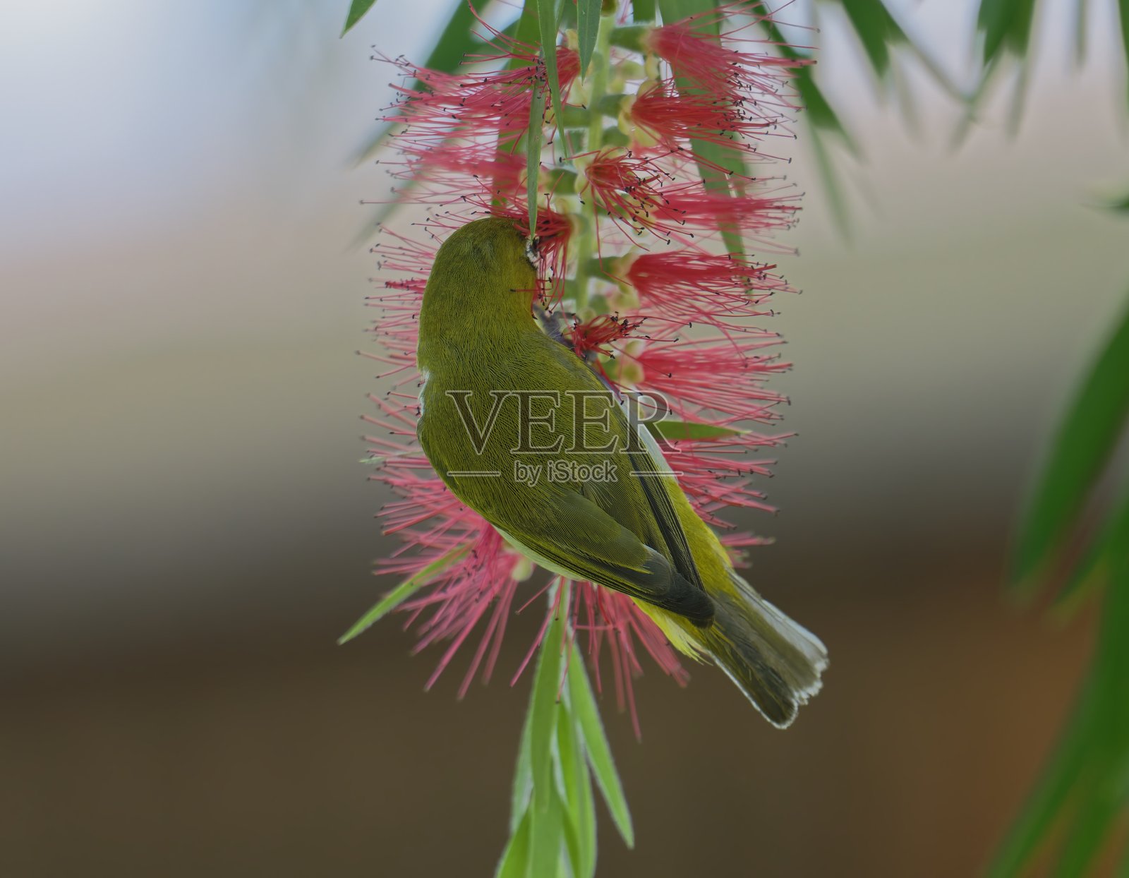 东方白眼鸟在热带花卉上觅食的羽毛和眼睛细节照片摄影图片
