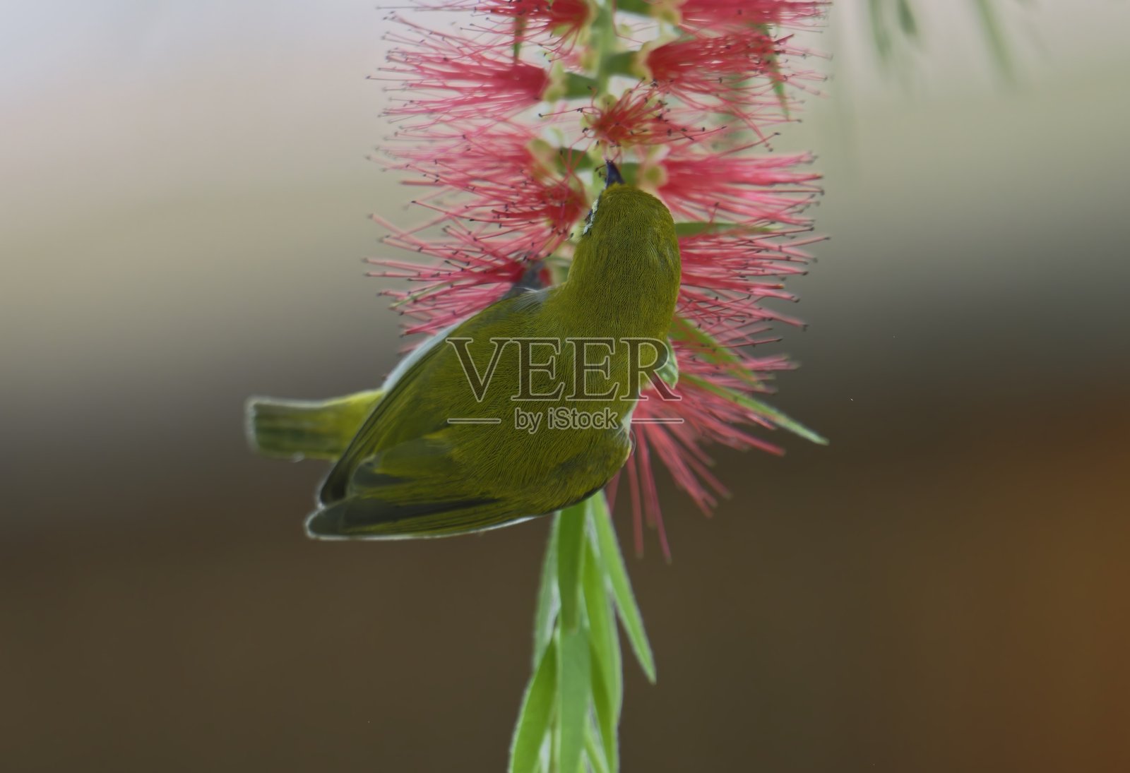 东方白眼鸟在热带花卉上觅食的羽毛和眼睛细节照片摄影图片