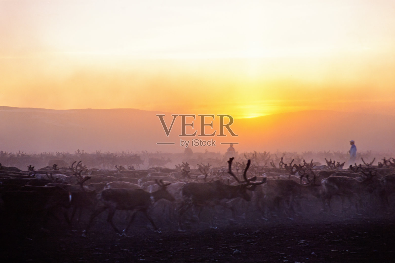 在瑞典北部的午夜阳光下，驯鹿在尘土飞扬的山地景观中奔跑照片摄影图片