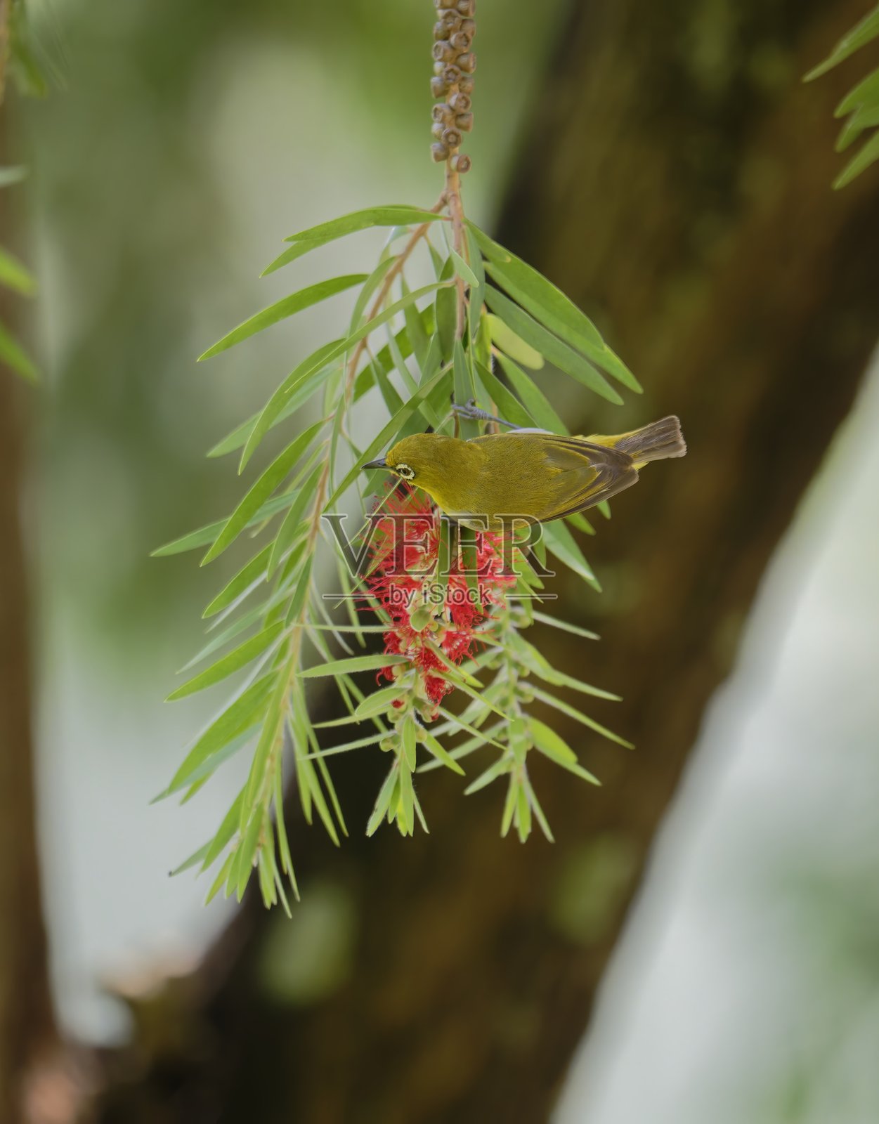 东方白眼鸟在热带花卉上觅食的羽毛和眼睛细节照片摄影图片