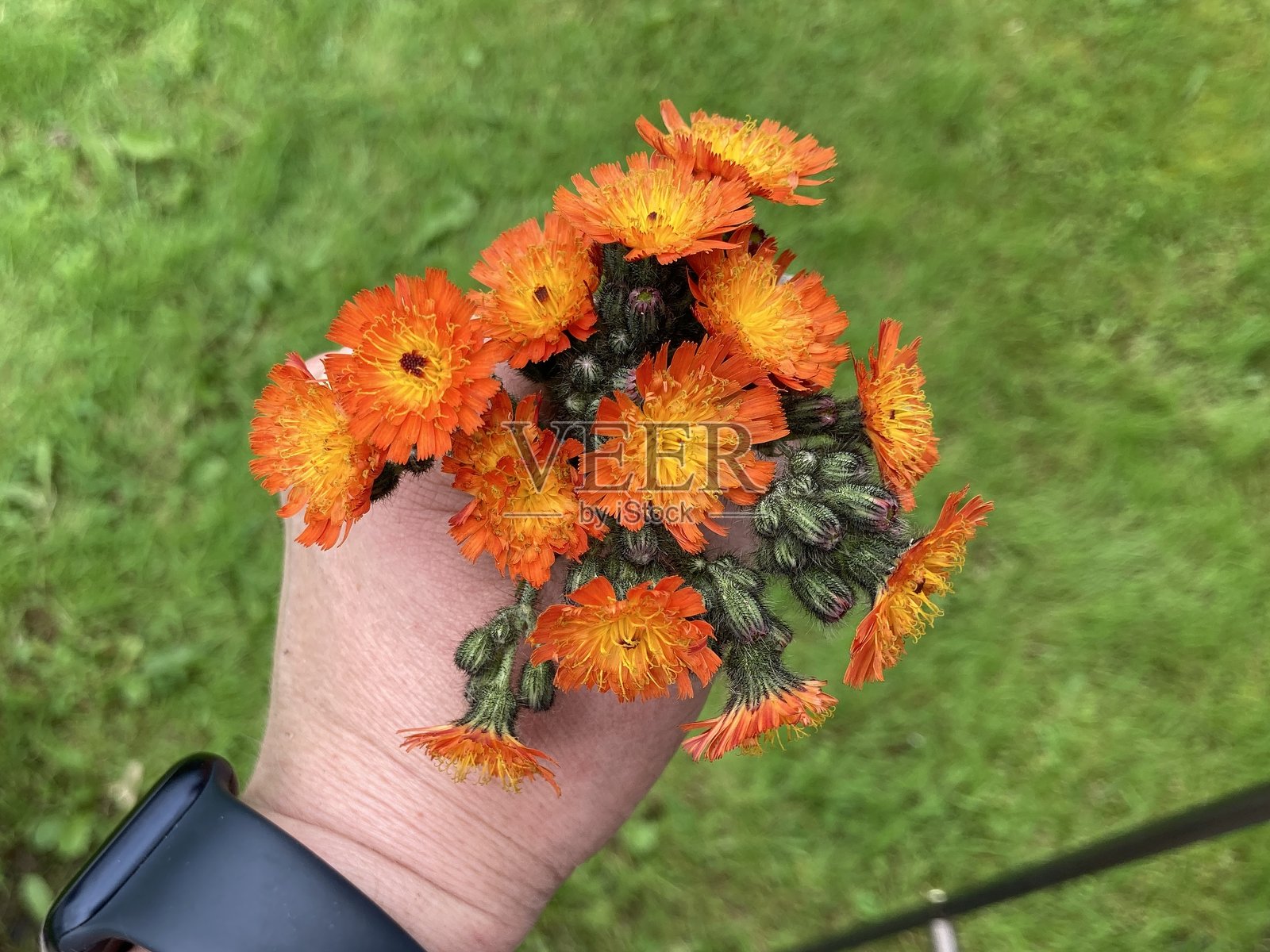 常见名称：橙色鹰草，学名：Pilosella aurantiaca照片摄影图片