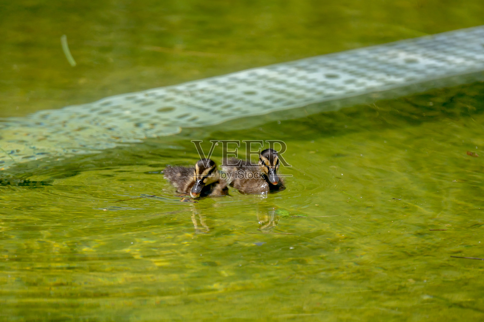 鸭子照片摄影图片