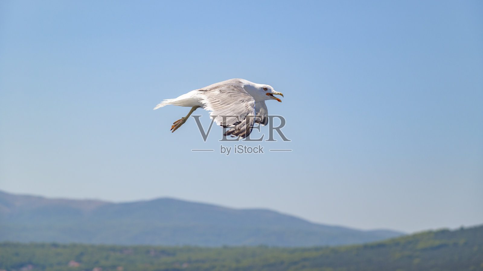 海鸥在阳光明媚的日子里飞翔在水面上照片摄影图片