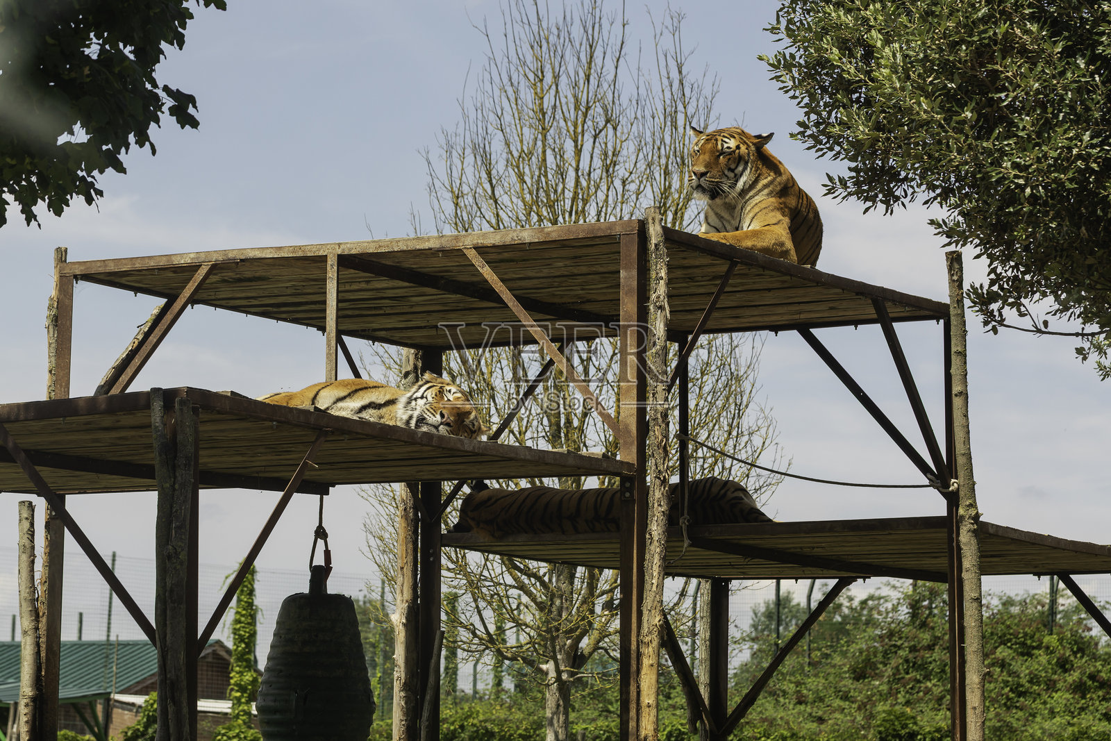 一对孟加拉虎在意大利拉文纳的自然主义动物园野生动物栖息地的高架木平台上放松，非常适合自然、旅行和野生猫类的库存摄影。照片摄影图片