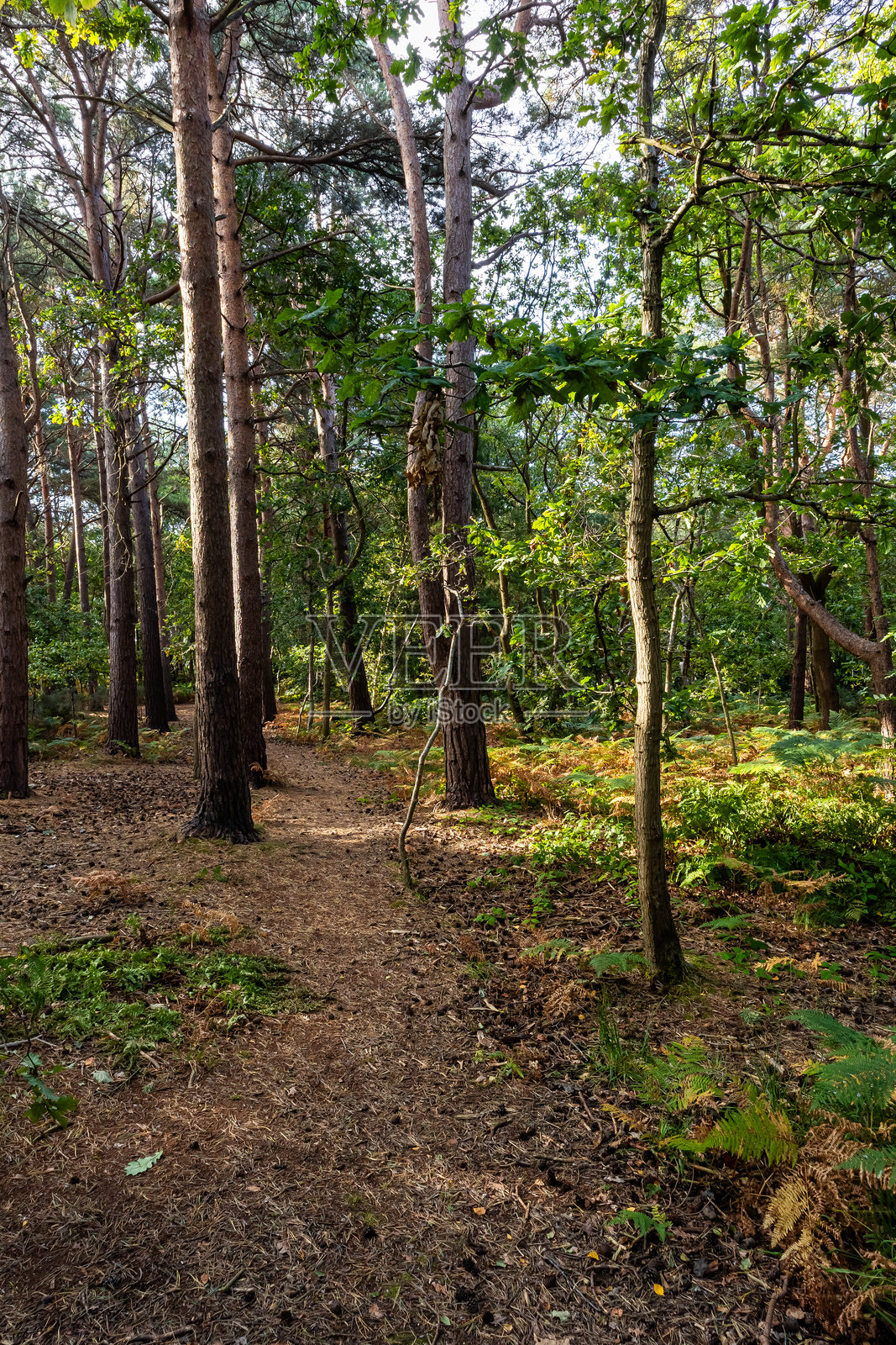 穿过高大的松树和橡树的林间小径，位于英格兰梅西赛德郡的威勒尔照片摄影图片