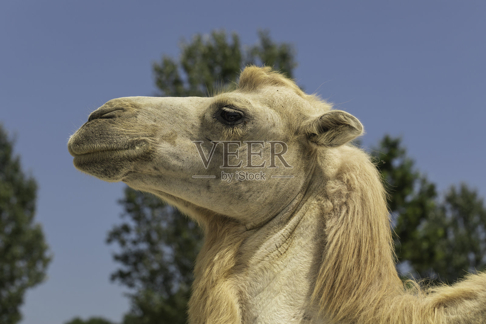 侧面视角的单峰骆驼在自然光下，突显其面部、毛发和表情的细节，非常适合野生动物、动物园、沙漠生活和教育类库存摄影用途。照片摄影图片