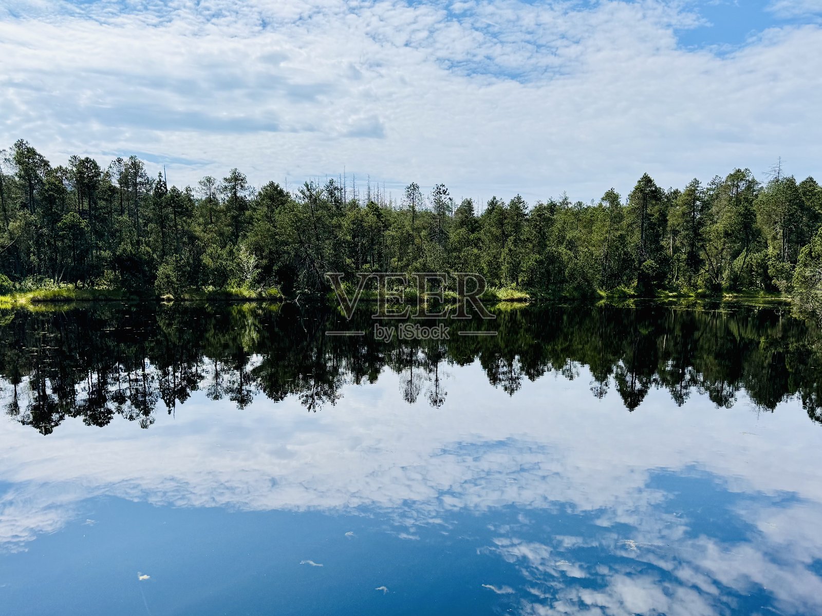 国家自然保护区Rejviz，大苇草湖是摩拉维亚最大的泥炭沼泽照片摄影图片
