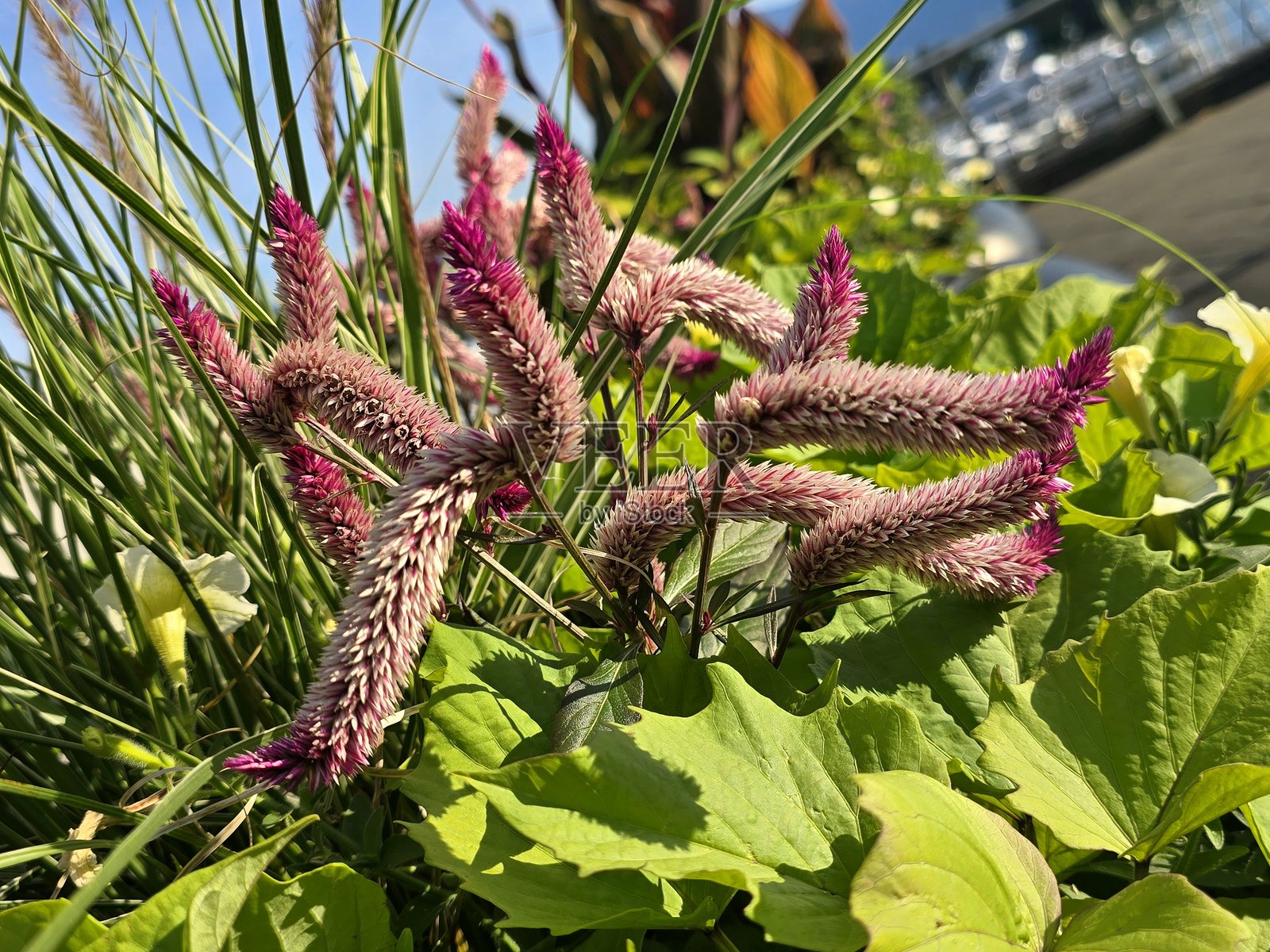 温哥华煤港公园的花卉和花坛在2025年8月9日季节结束时的景象。照片摄影图片