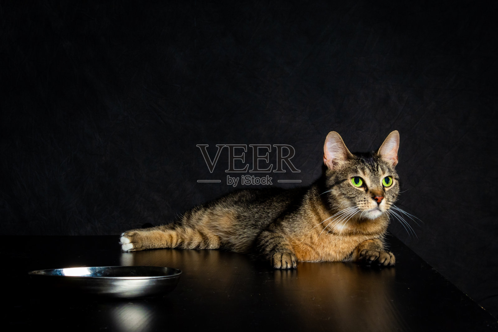 猫在碗前照片摄影图片