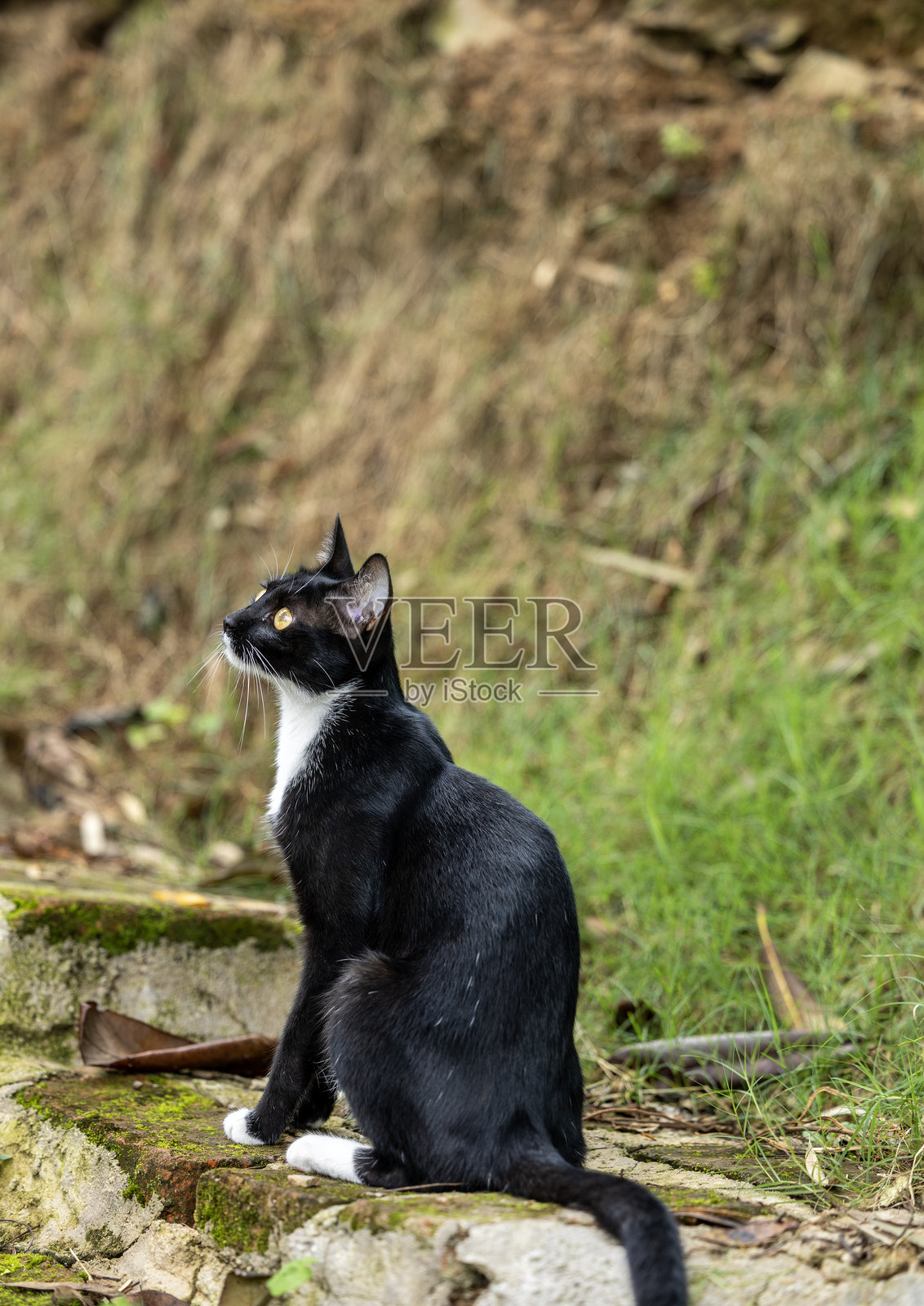 孟加拉猫照片摄影图片