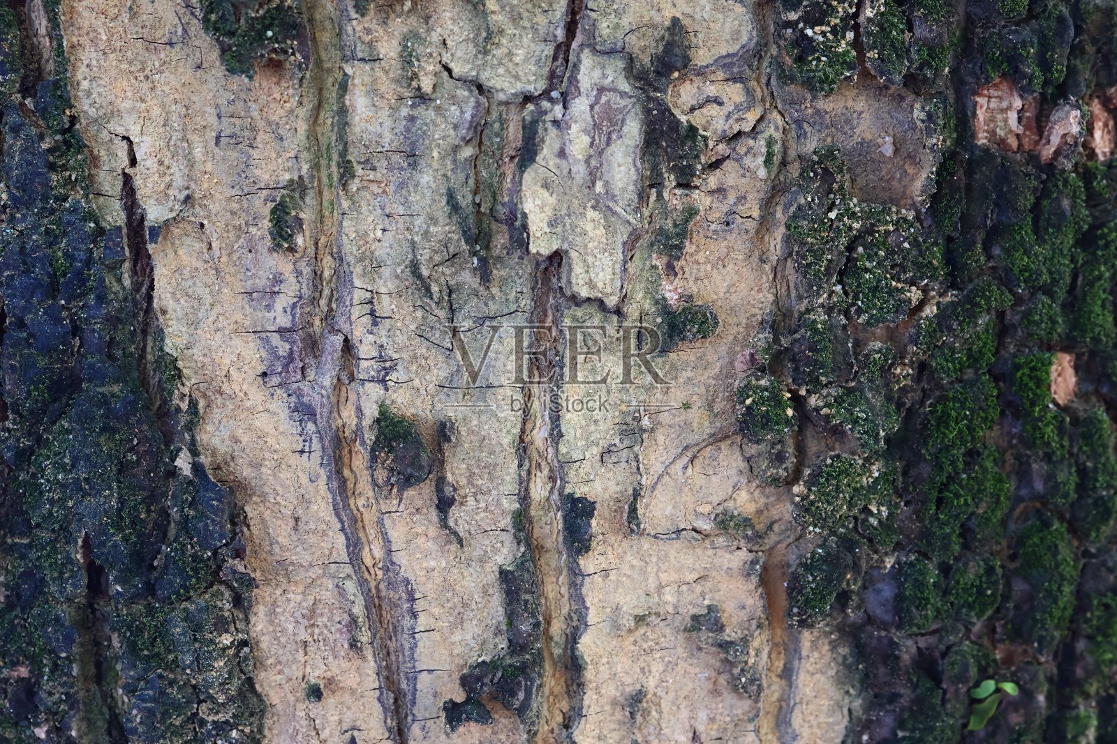 粗糙的树皮和绿色苔藓纹理。照片摄影图片