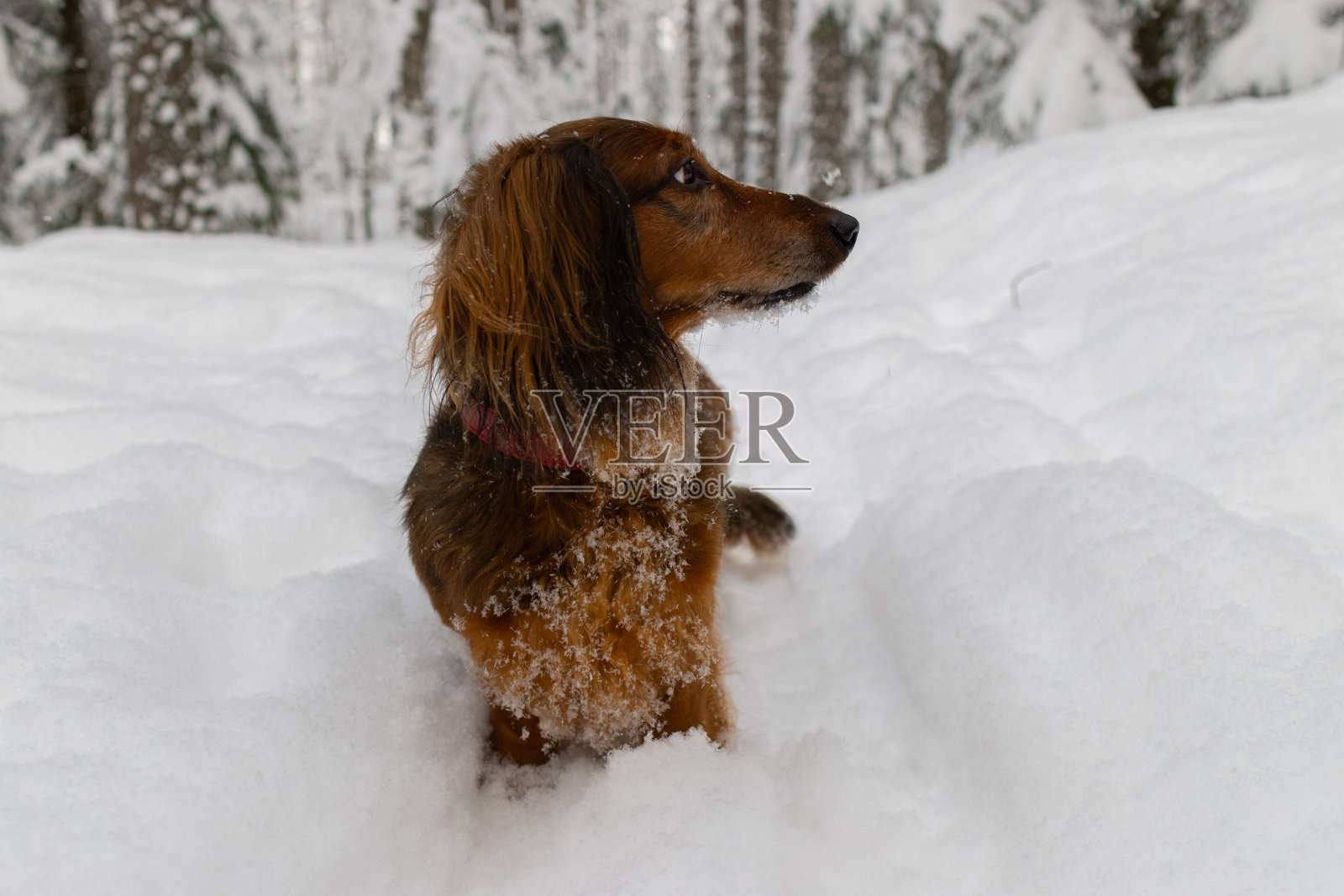 红色长毛腊肠犬坐在雪地里，侧目望向冬季森林，毛茸茸的小宠物在户外。照片摄影图片