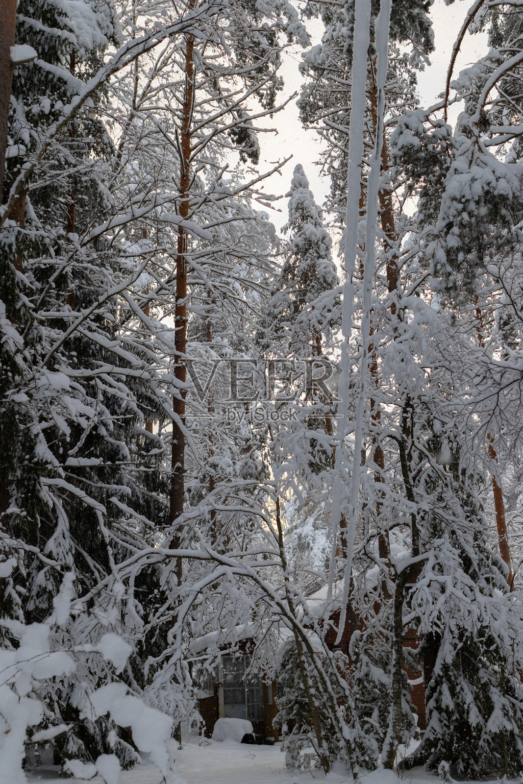 冬季乡村中的雪白棕色房屋，四周被许多树木环绕，覆盖着厚厚的积雪。冬天的宁静之美，洁白的新雪覆盖着地面和四周的树枝。照片摄影图片