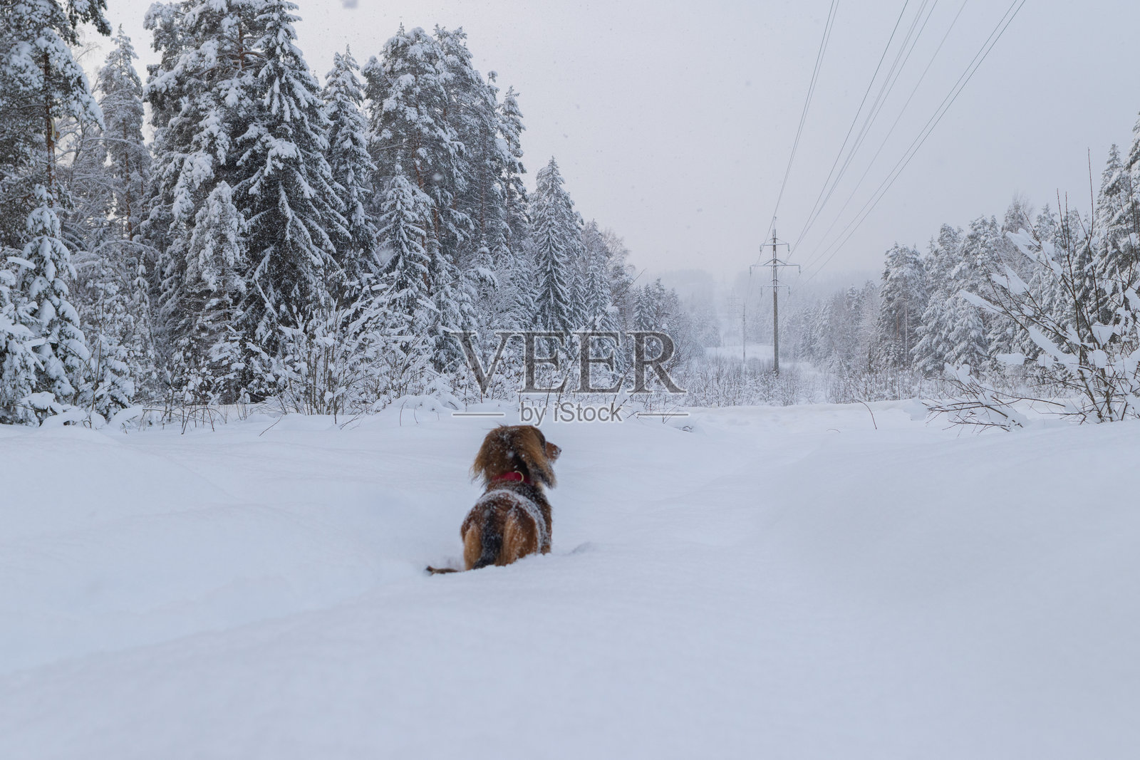 在冬季美丽森林中的雪地小长毛腊肠犬背影，毛茸茸的宠物在户外的田野上。照片摄影图片