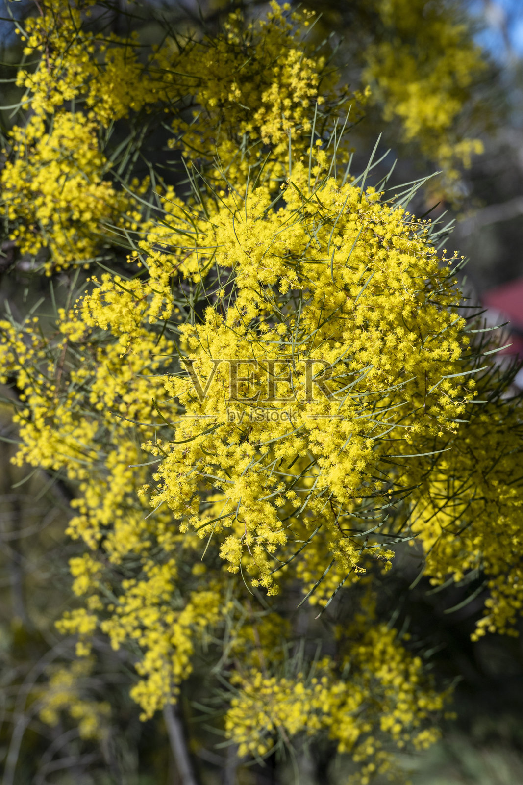 澳大利亚金合欢。春天的第一天。照片摄影图片