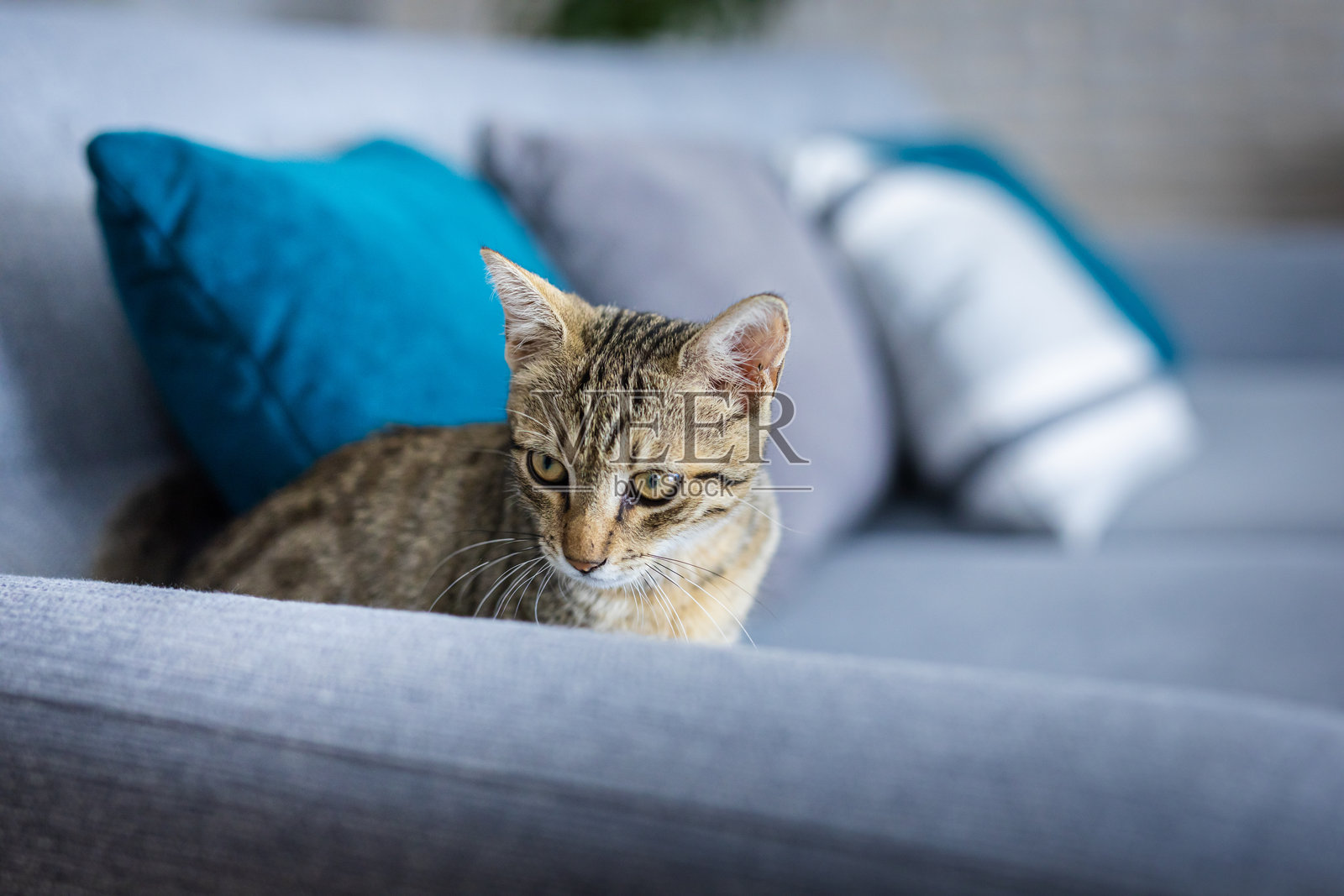 沙发上美丽的虎斑猫特写肖像照片摄影图片