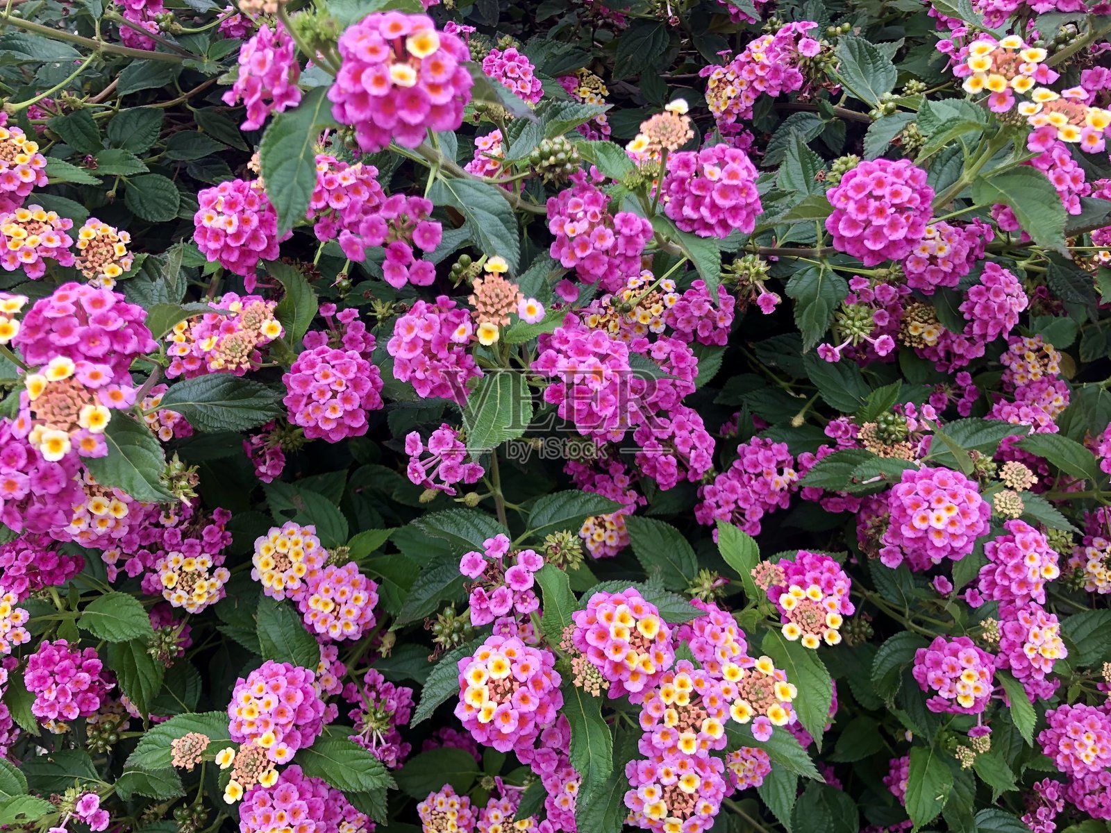 紫色花朵照片摄影图片