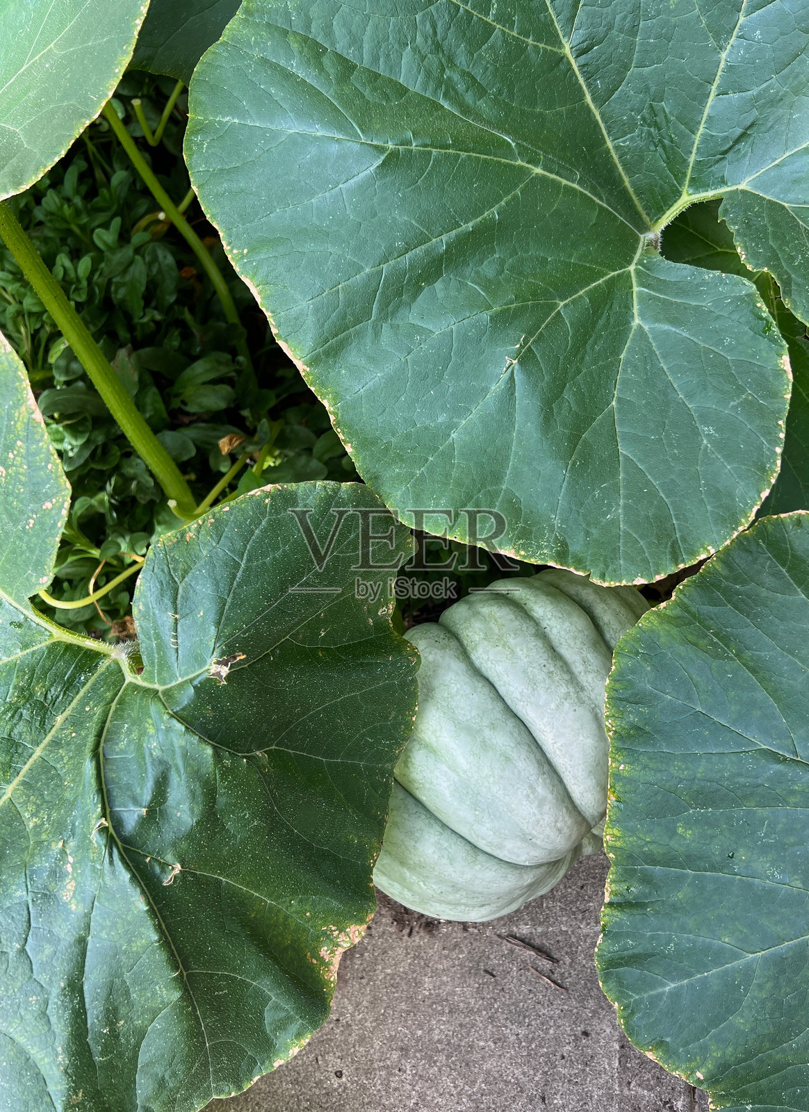 传家宝南瓜照片摄影图片