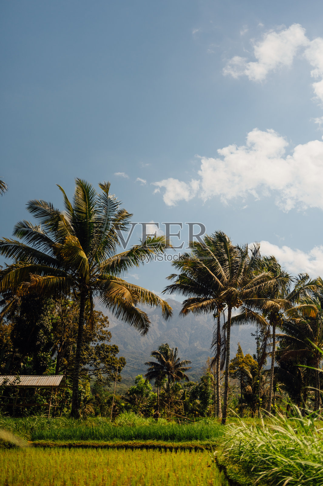 林贾尼山下的棕榈树和稻田，特特巴图，龙目岛照片摄影图片