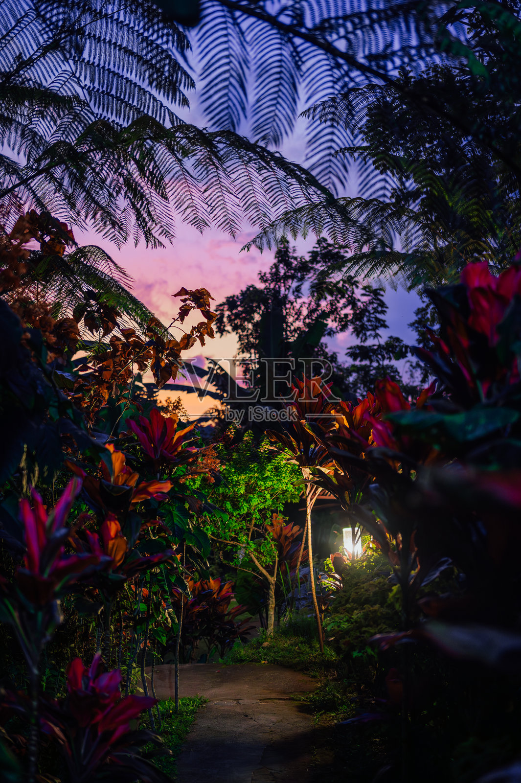 龙目岛特特巴图丛林小径上的傍晚光线照片摄影图片