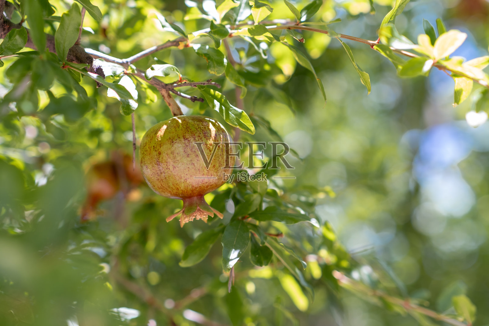 阳光下，夏季花园中，石榴果实悬挂在枝头，周围绿意盎然。照片摄影图片