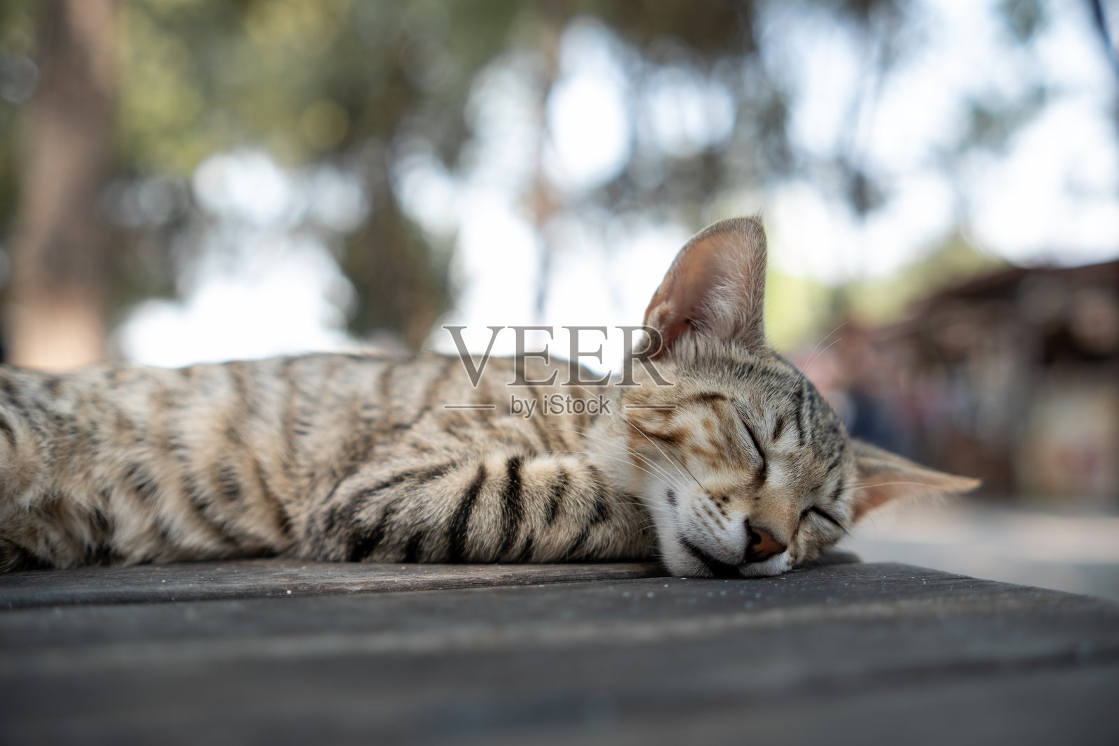 条纹虎斑猫在阳光明媚的户外环境中安静地睡在木质表面上照片摄影图片