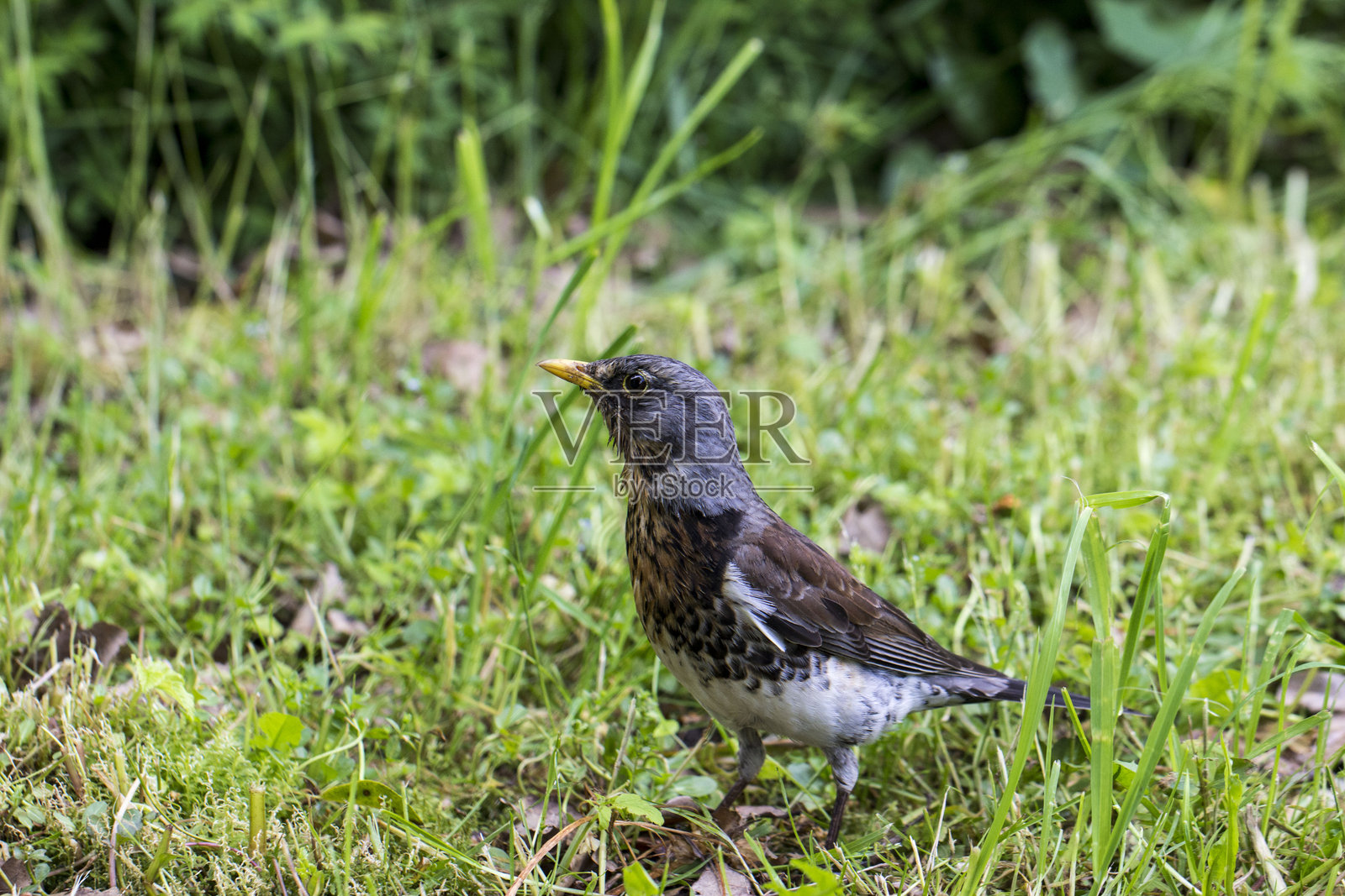 一只普通的黑鸫在绿色草地的背景下特写。夏季。自然光照。鸫。黑鸫。画眉科。鸫属。照片摄影图片