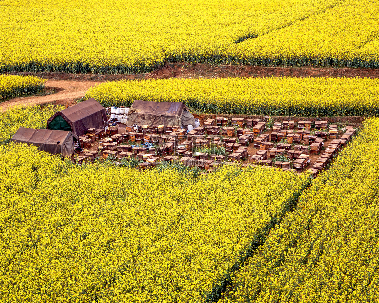 云南罗平的油菜花田与蜂场照片摄影图片